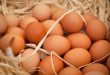 قیمت تخم‌مرغ به زیر نرخ مصوب رسید/ امکان صادرات روزانه ۲۰۰ تا ۳۰۰ تن تخم‌مرغ