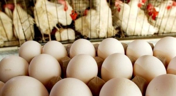 اصلاح ژنتیکی مرغ راهی برای پایان دادن به معدوم سازی جوجه های نر