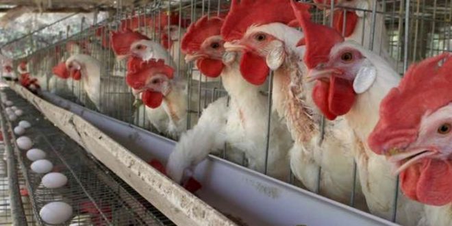 هشدار بهداشتی به مرغداران با فرا رسیدن فصل سرما