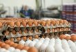 مدیرعامل اتحادیه مرکزی مرغداران میهن خبر داد: تولید ۱.۲ میلیون تنی تخم مرغ تا پایان سال جاری